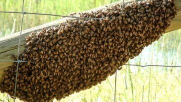 Ataque de abejas