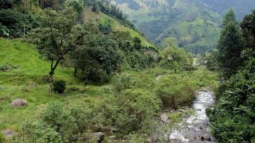 Implementarán programa de reforestación estratégica en Nátaga