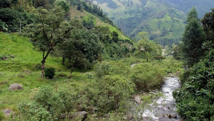 Implementarán programa de reforestación estratégica en Nátaga