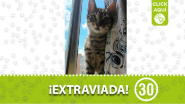 La gatica Chavela se perdió en Boston y su familia la busca