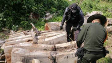 Más de 144 metros cúbicos de madera fueron incautados en Anserma por aprovechamiento ilícito