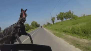 Motociclista chocó con un caballo, en vía Ayapel – La Apartada