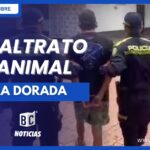 Policía capturó a un hombre por arrojar a un perro desde un cuarto piso en La Dorada