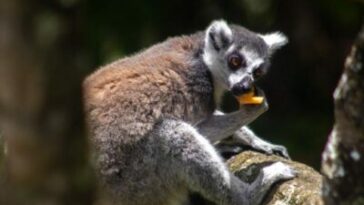 Presentan nuevo hábitat para los lémures en el Bioparque Ukumarí