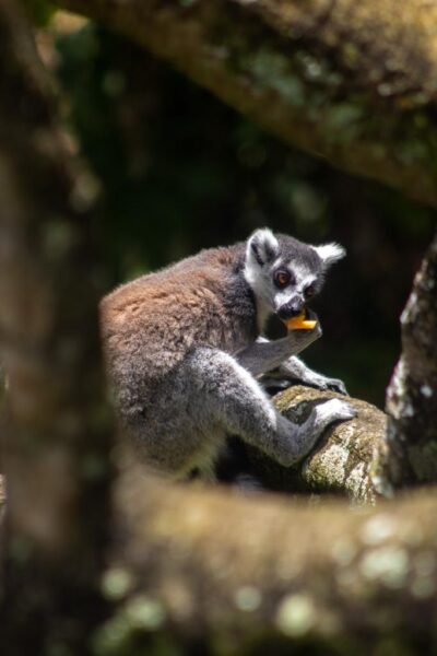 Presentan nuevo hábitat para los lémures en el Bioparque Ukumarí