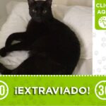 Salem se perdió en San Javier ¿Hacemos magia para encontrarlo?