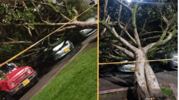 Se cayó un árbol, generando daños en tres vehículos en el parque de Santiago de Pasto