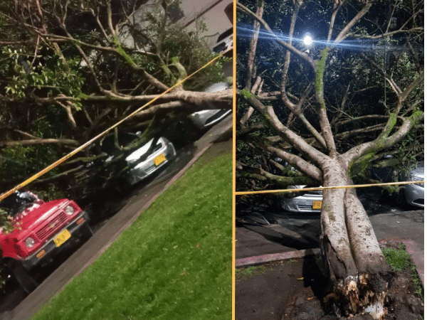 Se cayó un árbol, generando daños en tres vehículos en el parque de Santiago de Pasto