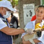 Vacunación de felinos y caninos en Valledupar