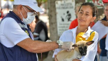 Vacunación de felinos y caninos en Valledupar