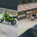 Video: perrito orina a un hombre capturado por atracar a un ciudadano en Barranquilla