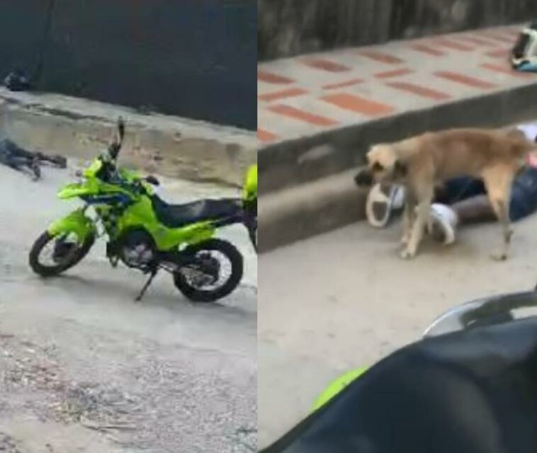 Video: perrito orina a un hombre capturado por atracar a un ciudadano en Barranquilla