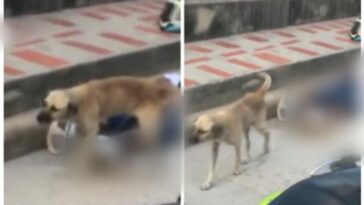 ¡Hasta el perro lo orinó!, terminó herido, capturado y llorando en presunto atraco en Barranquilla