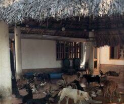 ‘Amor animal’ alberga más de 400 perros rescatados