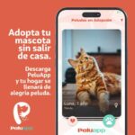‘PELUAPP’ una aplicación para adoptar perros y gatos en Pereira