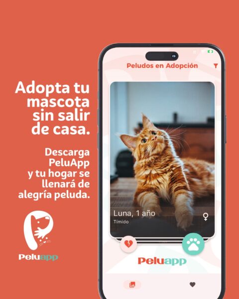 ‘PELUAPP’ una aplicación para adoptar perros y gatos en Pereira