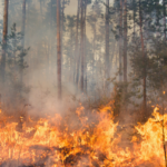 Incendio Forestal