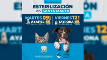 Anuncian jornadas gratuitas de esterilización para perros y gatos 