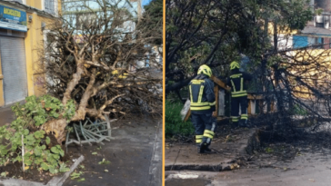 Las intensas lluvias provocaron la emergencia por la caída de árboles en la Avenida Colombia y el barrio La Carolina en Pasto
