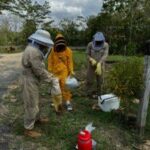 CVS lidera monitoreo técnico para esclarecer mortandad de abejas en Apromiel