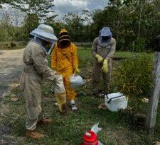 CVS lidera monitoreo técnico para esclarecer mortandad de abejas en Apromiel