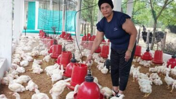 Fueron entregados seis galpones de pollos de engorde para beneficiar a familias vulnerables, víctimas del conflicto, mujeres cabeza de familia.