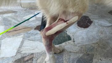 Carrotanque de la Essmar arrolló a un perro en Taganga