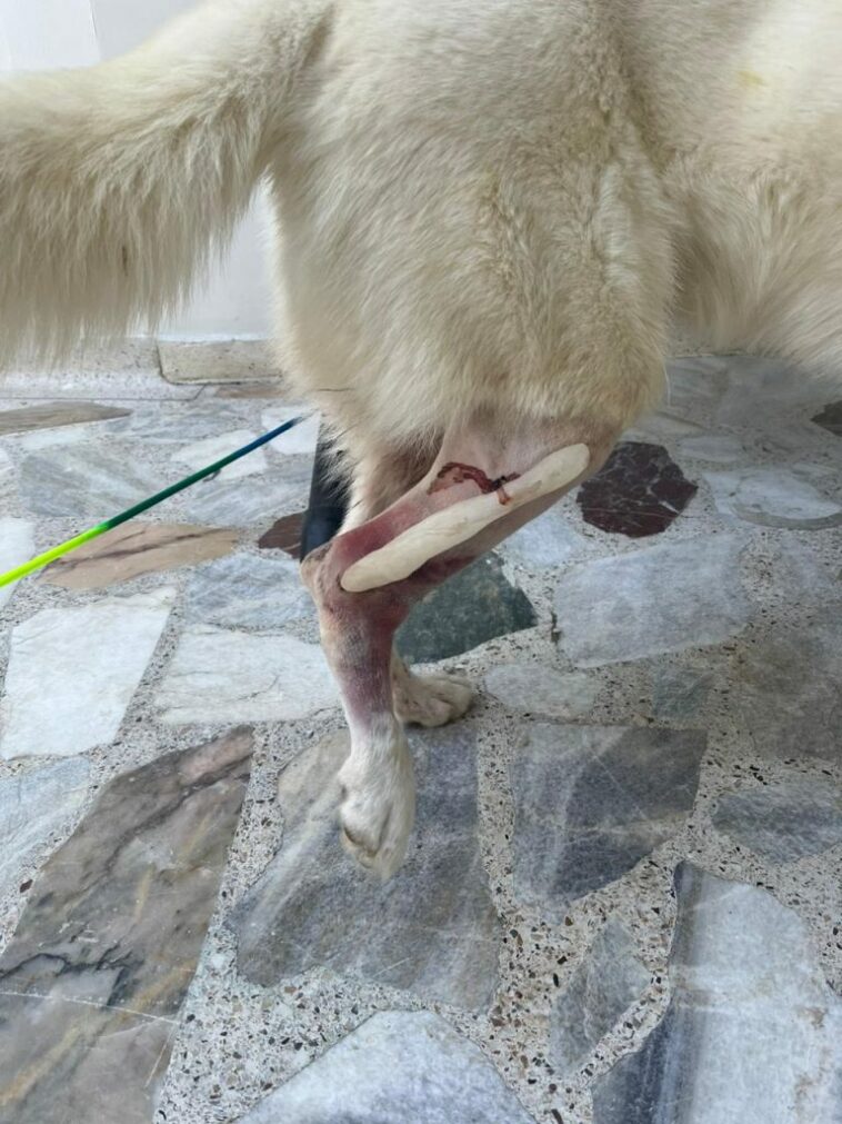 Carrotanque de la Essmar arrolló a un perro en Taganga