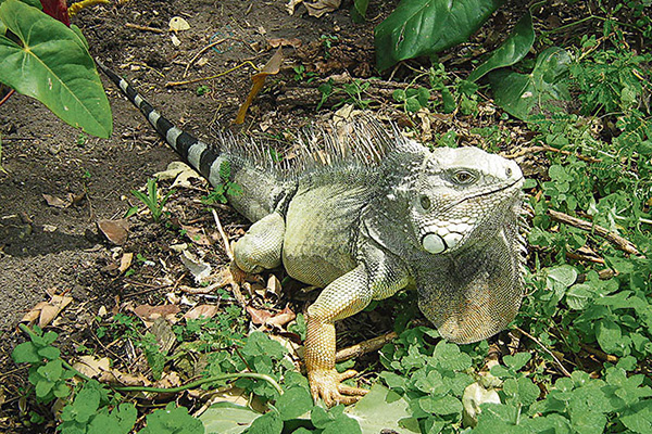 Corpamag lidera campaña contra el tráfico de huevos de iguana en Magdalena