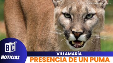 Corpocaldas se refiere a la presencia de un puma en la vereda Montaño de Villamaría
