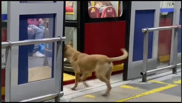 EN VIDEO: Perrito aprende a colarse en TransMilenio Y es que por ahí dicen que los perros son el reflejo de sus amos, frase que para esta ocasión encaja muy bien, ya que en redes sociales se viralizó un video que muestra el momento en el que un perro se cuela en TransMilenio junto a su dueño.