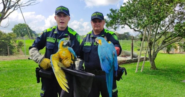En zona rural de Quimbaya fueron rescatadas tres guacamayas azul amarilla
