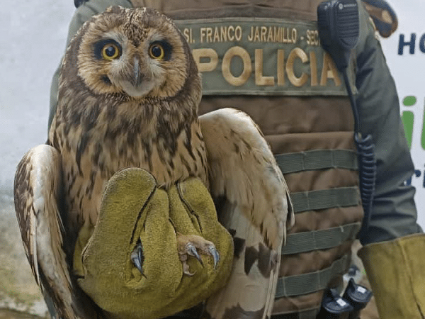 El rescate del búho campestre, se hizo en el sector del barrio Bernal.