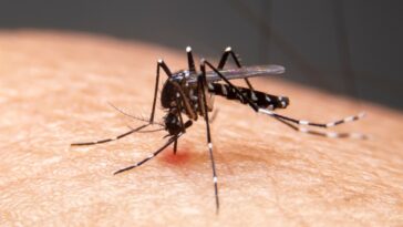 Impulsan medidas para atender aumento de casos de dengue en Caldas