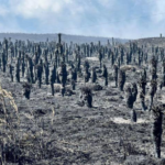 Incendios en Colombia dejan daños que tomarían hasta 50 años en recuperar la biodiversidad