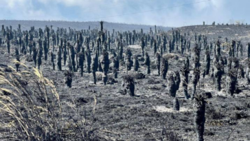 Incendios en Colombia dejan daños que tomarían hasta 50 años en recuperar la biodiversidad