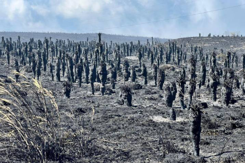 Incendios en Colombia dejan daños que tomarían hasta 50 años en recuperar la biodiversidad