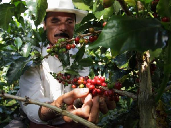 Producción de café en Colombia