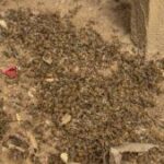 Muerte masiva de abejas en Apromiel