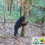 Nuevo registro de Oso de Anteojos en la reserva natural Tarpeya de Íquira.