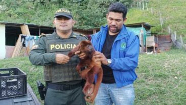 Policías rescataron a un mono aullador que apareció herido en Rioblanco