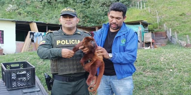 Policías rescataron a un mono aullador que apareció herido en Rioblanco