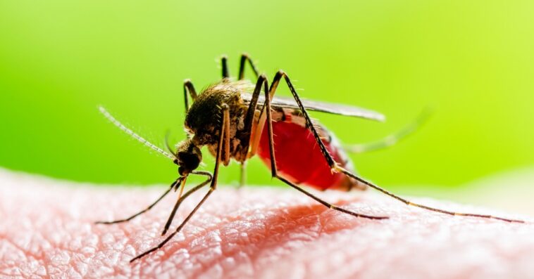 Priorizan acciones para evitar casos de dengue en las veredas de Manizales