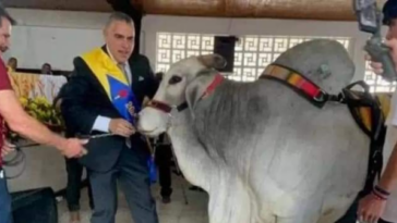 Un toro cebú asistió y fue el invitado especial en la posesión del alcalde de Filandia