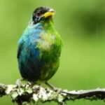 ¡Qué hermoso! Descubren en Colombia un pájaro que por su pelaje es mitad hembra y mitad macho