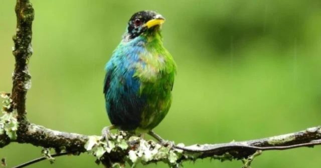 ¡Qué hermoso! Descubren en Colombia un pájaro que por su pelaje es mitad hembra y mitad macho
