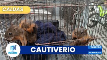 19 animales silvestres fueron rescatados en operativos anti-tráfico en Caldas