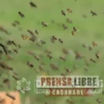 Ataque de abejas en la escuela de Mariara desata preocupación en Orocué