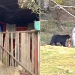 Autoridad ambiental tomará medidas para proteger al oso andino avistado en Córdoba