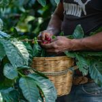 Cómo los caficultores colombianos están ayudando a la protección del oso andino